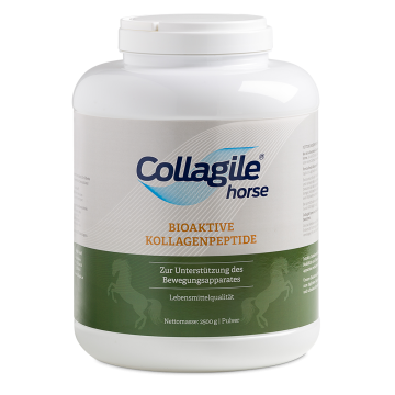 Collagile horse